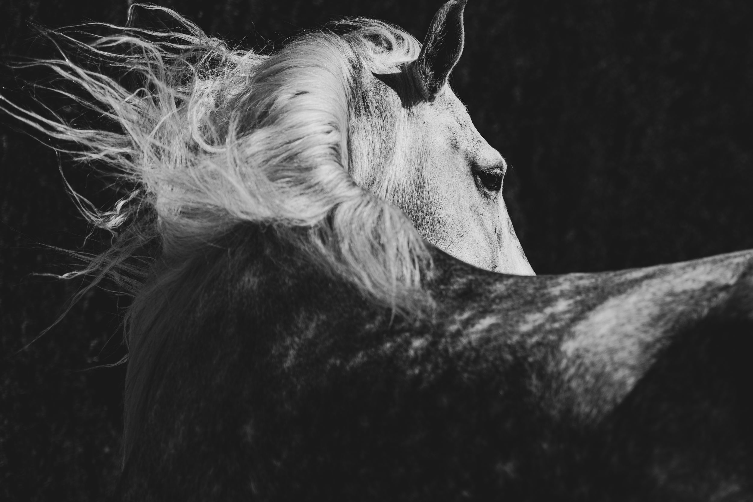 Andalusian stud mane blowing in the wind. Dramatic black and white horse photography.