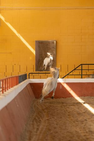 Dramatic horse photography, white horse in an arena being crossed by a beam of sunlight.