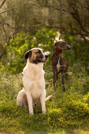 Two rescue dogs in Spain.