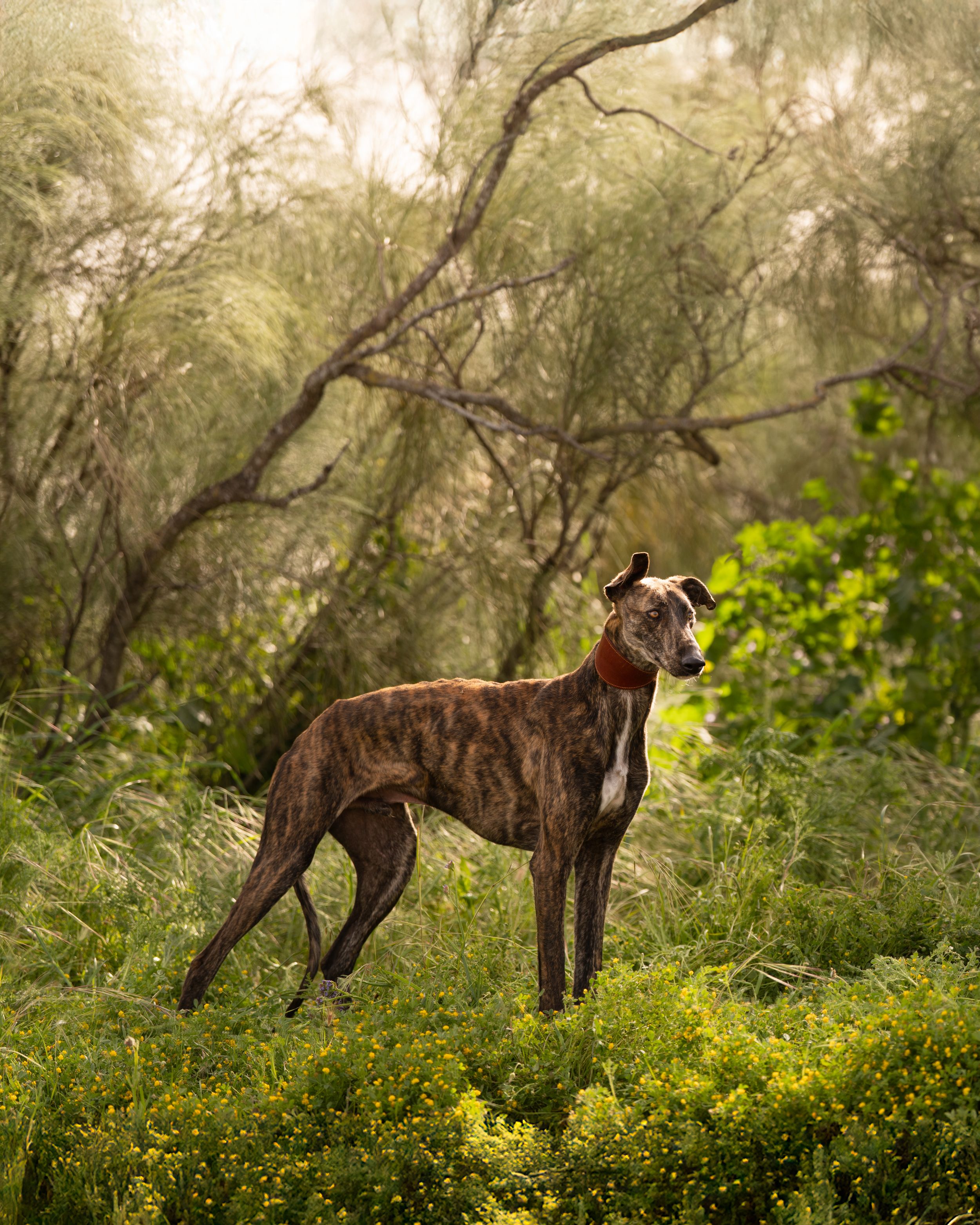 A rescue Galgo lit by the gorgeous Spanish sun - ad for a collar brand.