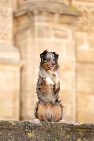Sweet trained dog photography session, posing on the top of the steps in Spain.