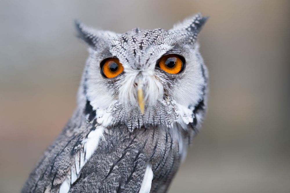 A close-up collage of white-faced owls with bright orange eyes displaying different facial expressions and head angles.
