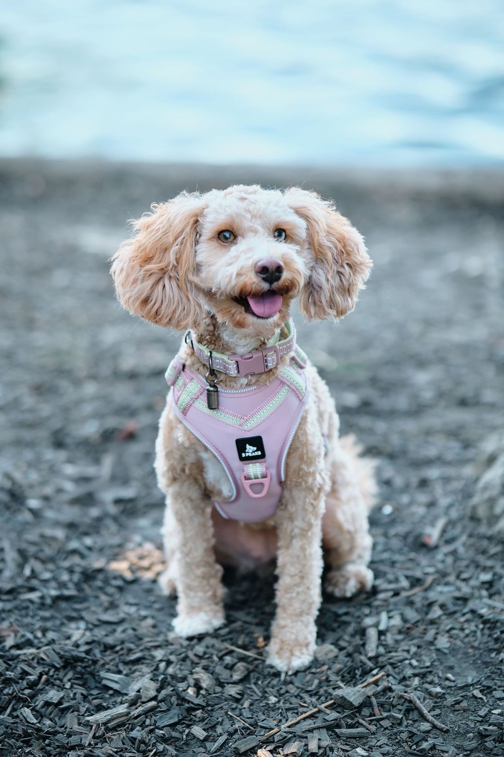A cute Maltipoo puppy wearing a pink harness poses on dark mulch ground in a sequence of playful expressions.