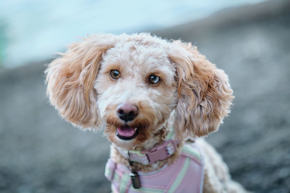 A fluffy Cavapoo dog wearing a pink collar runs playfully in a series of action shots.
