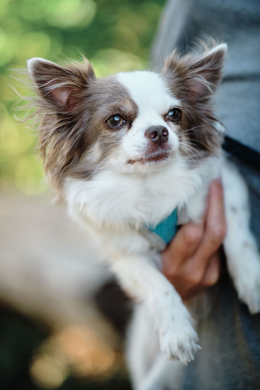 A small white and brown Chihuahua dog with long fur and expressive eyes shown in multiple close-up shots.