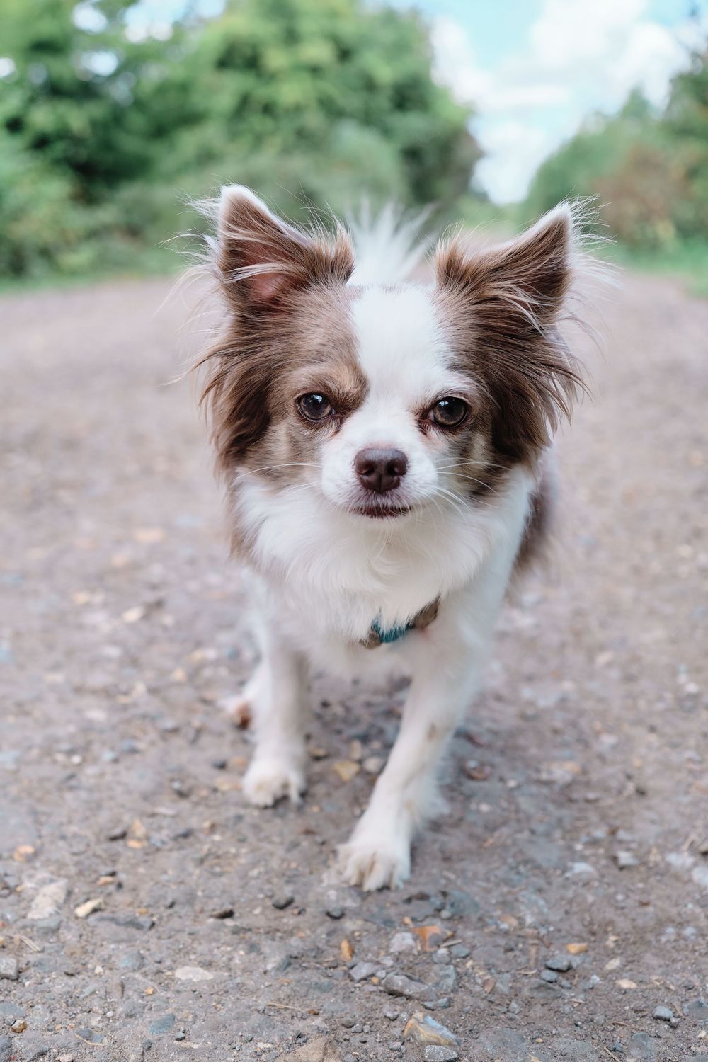 A small brown and white Chihuahua mix dog with perked ears looks attentively at the camera while standing on a dirt path.