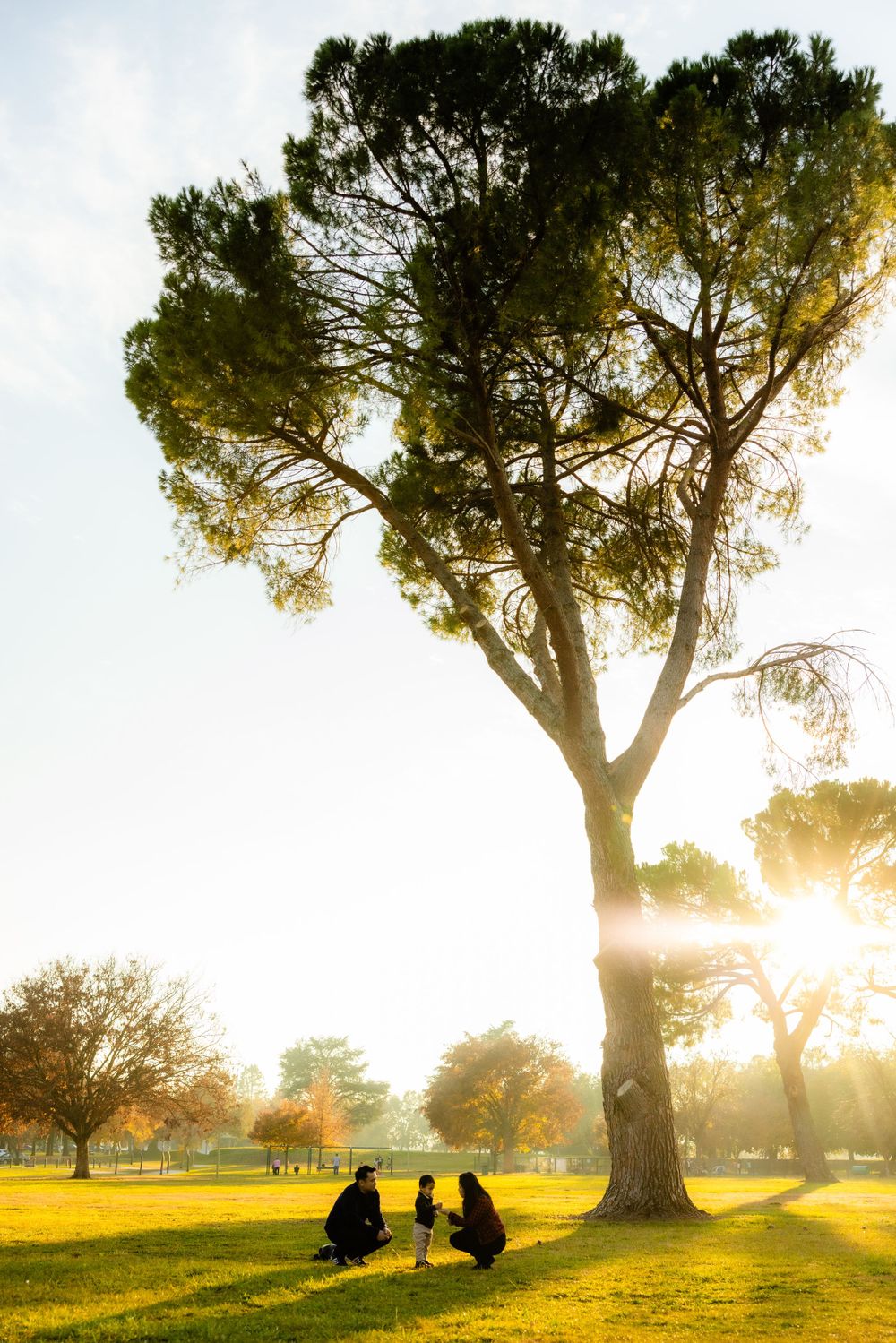 Silhouette of tall tree with people gathering underneath during golden sunset in a park setting.