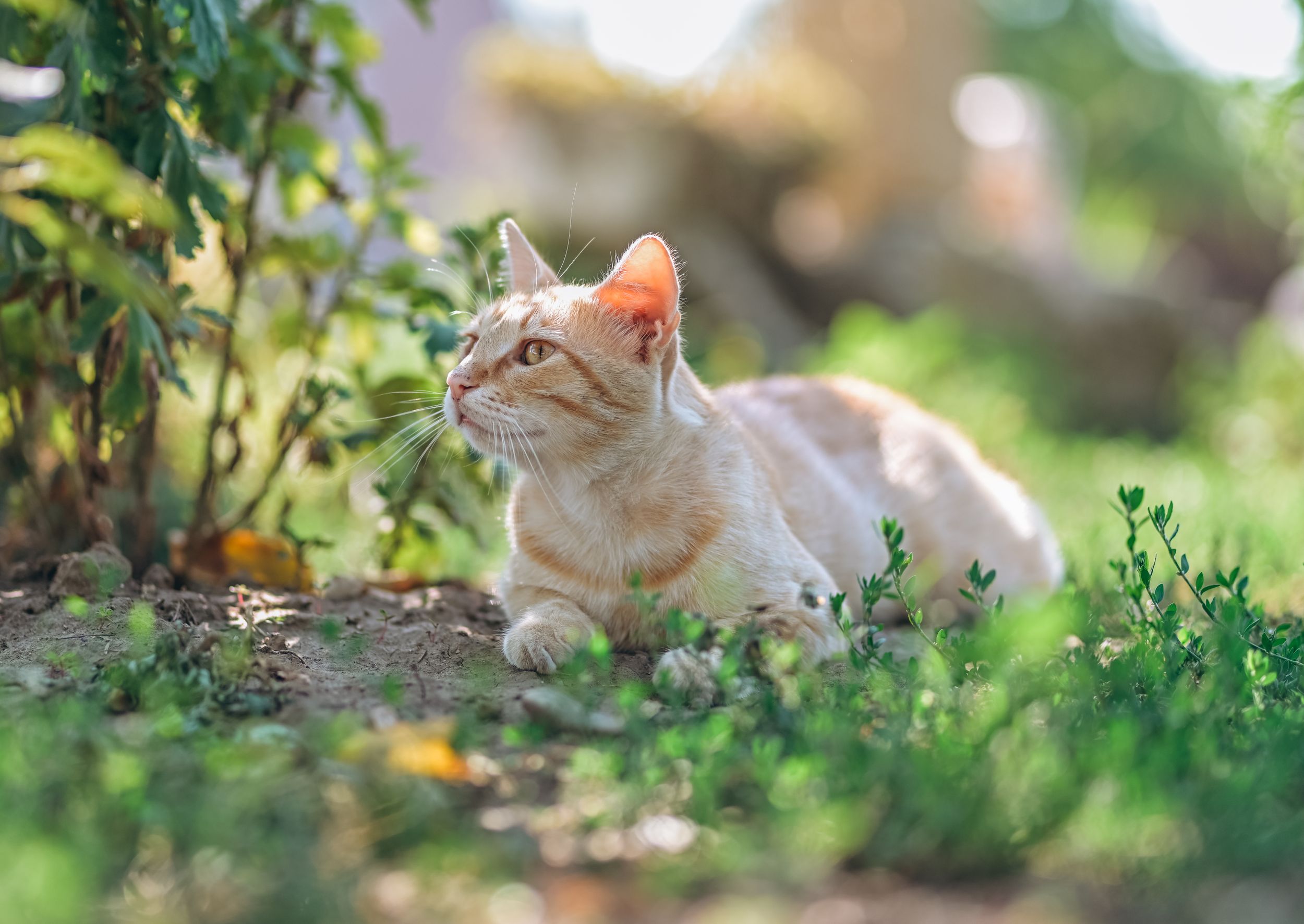 Portret de pisica in natura. Ședință foto animale de companie. Fotograf profesionist București si toată România. Preț album foto.