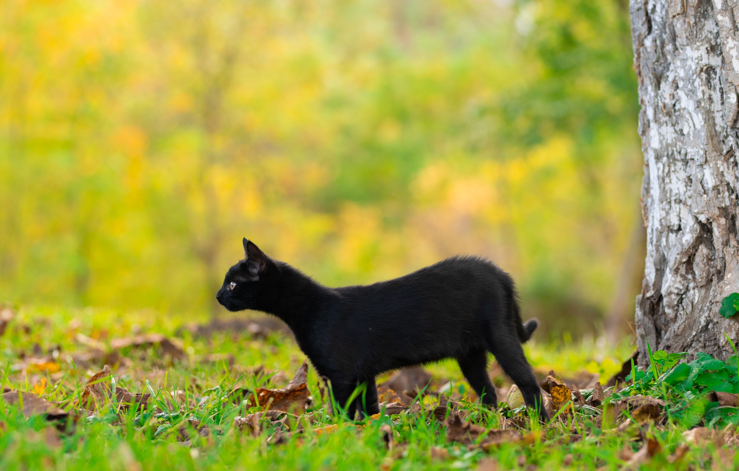 Pisica neagră in natura. Ședință foto animale de companie. Fotograf profesionist București si toată România. Preț album foto.