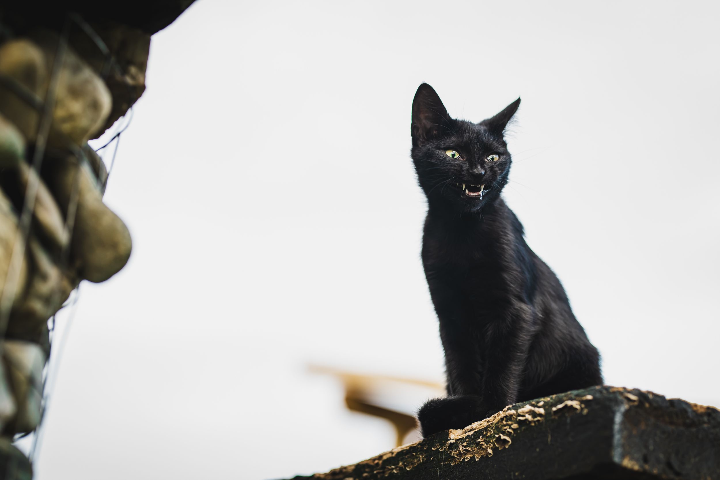 Portret de pisica neagră. Ședință foto animale de companie. Fotograf profesionist București si toată România. Preț album foto.