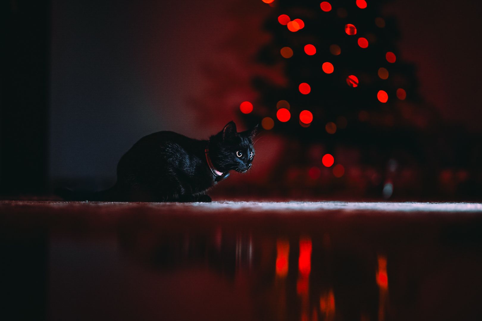 Pisica neagră si instalație de Crăciun. Ședință foto animale de companie. Fotograf profesionist București si toată România. Preț album foto.
