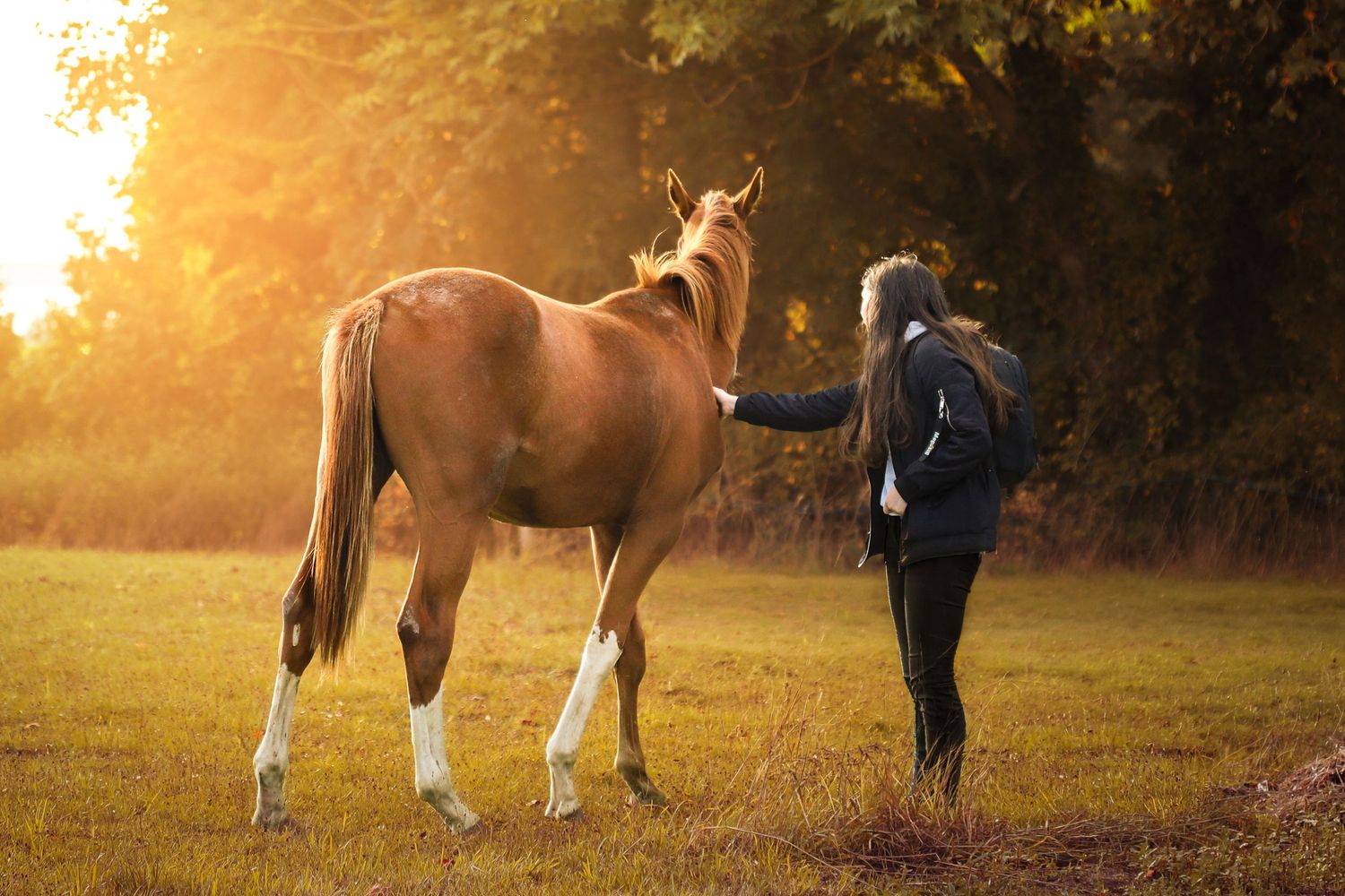 Photo détail de l'encolure d'un cheval appaloosa sur fond blanc