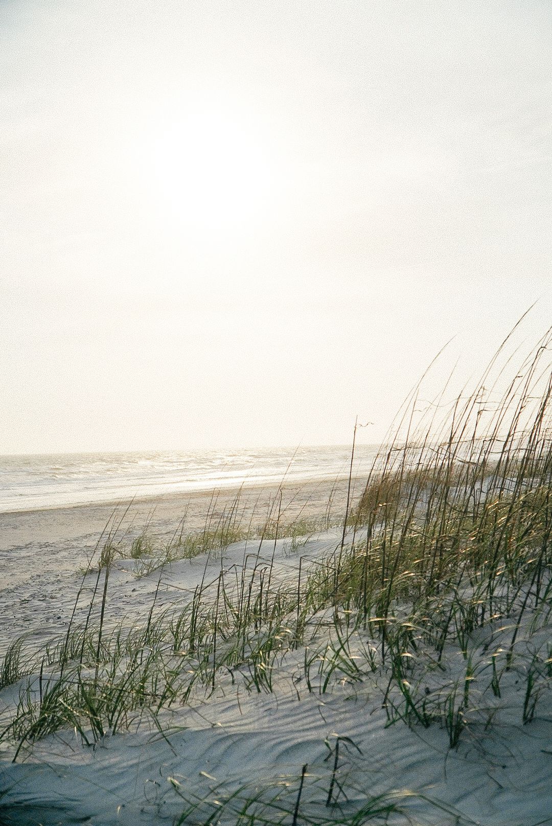 A serene coastal scene shows tall beach grass swaying in golden sunlight along a sandy dune by the ocean.