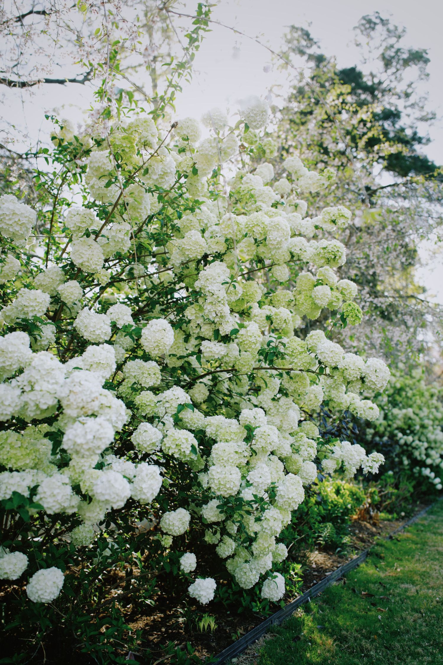 Lush white snowball hydrangea bush in full bloom surrounded by green foliage in a garden setting.