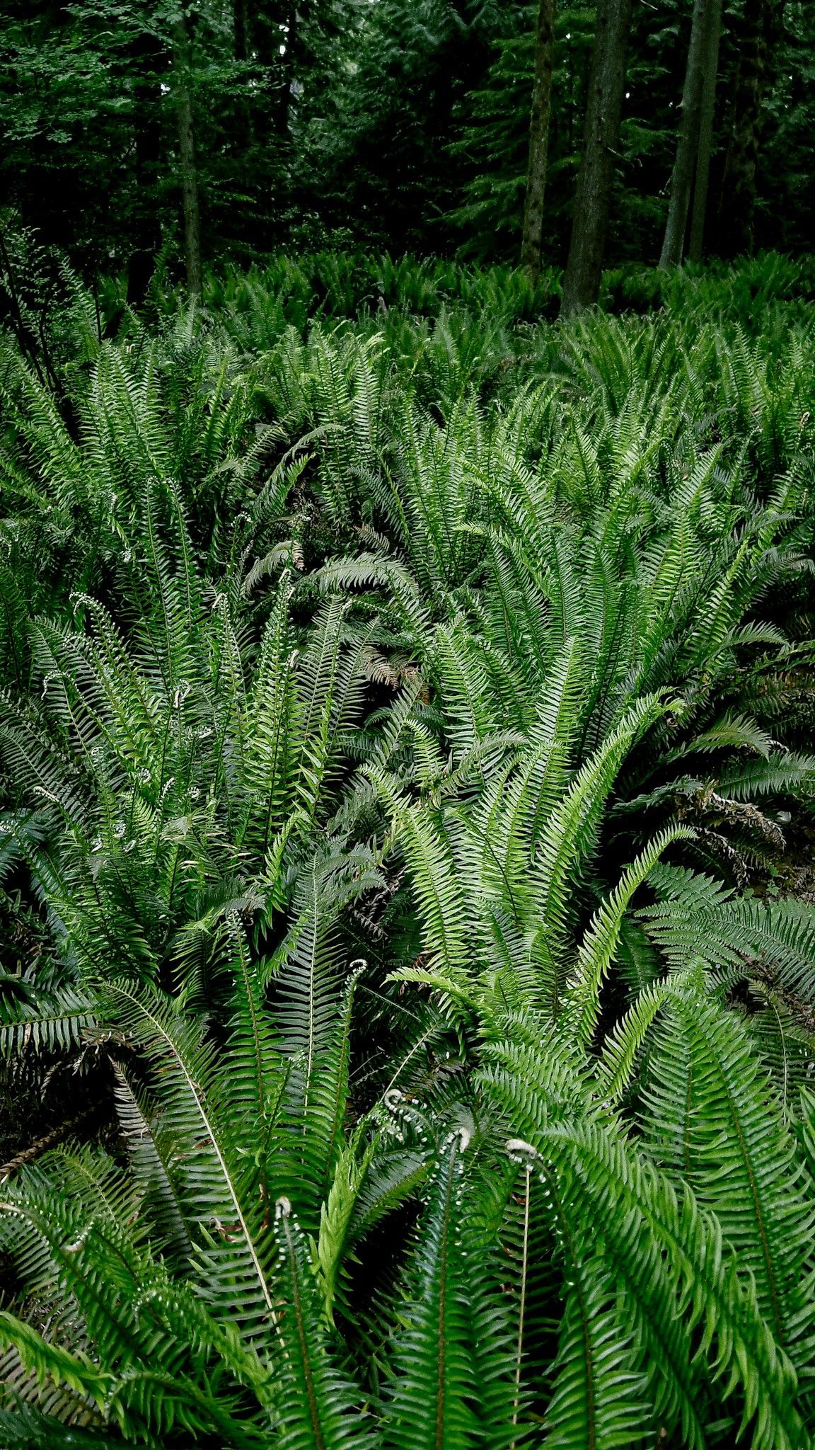 Lush green ferns growing wild in a dense forest setting.