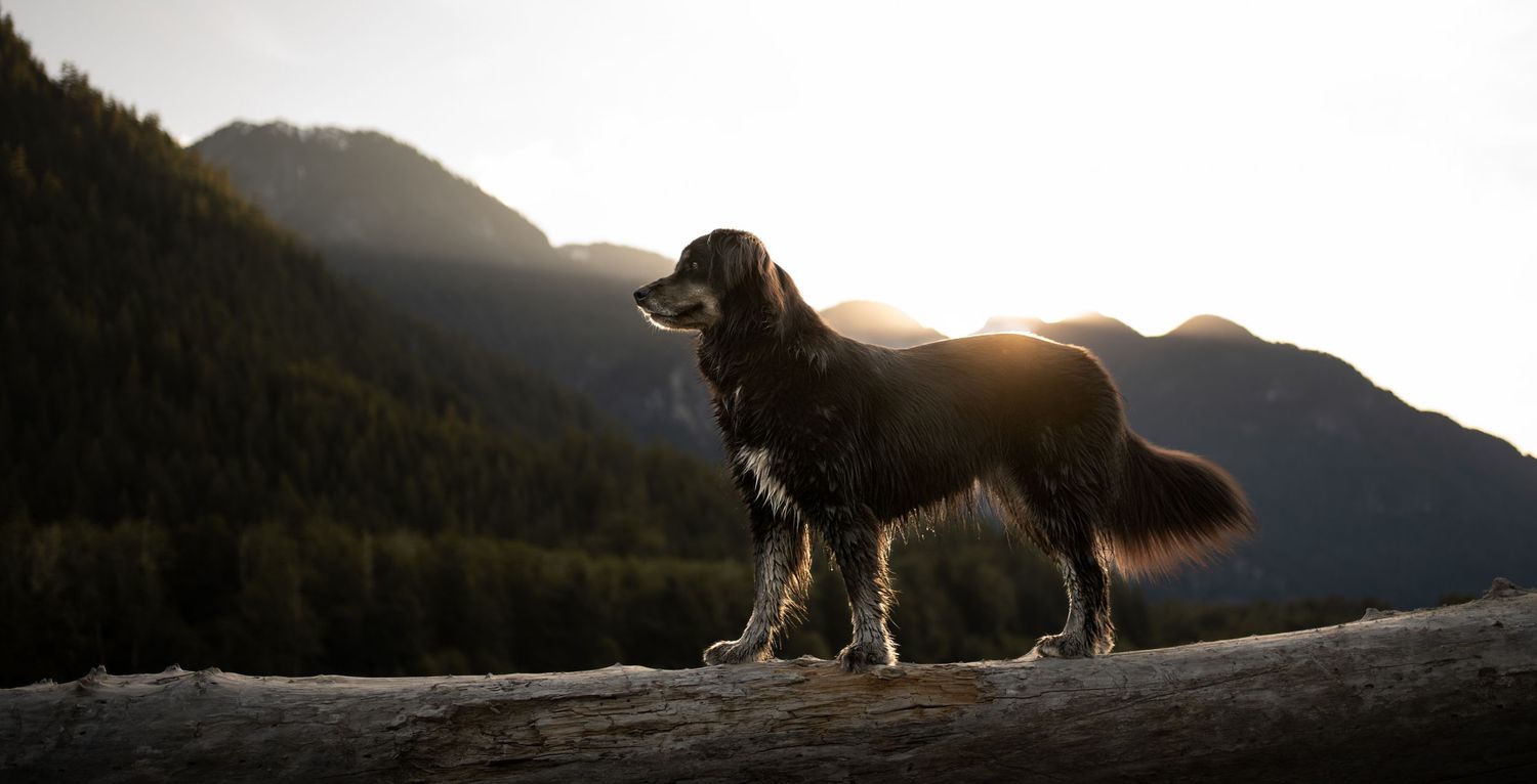 A lone dog stands silhouetted on rocky boulders against a dramatic cloudy sunset sky in the Squamish Valley.