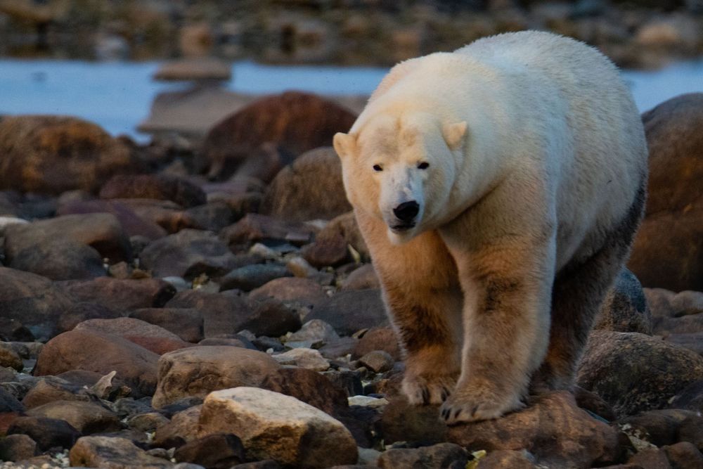 A large polar bear walks over reddish-brown rocks along a rocky arctic coastline.