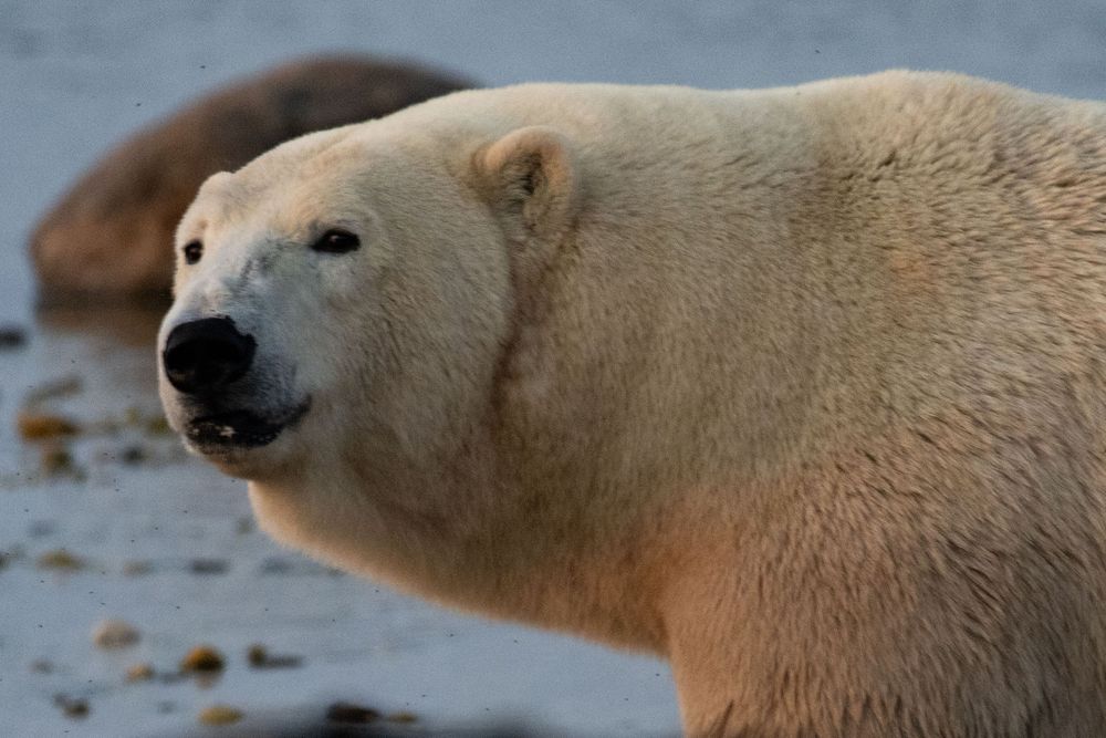 A close-up portrait of a polar bear