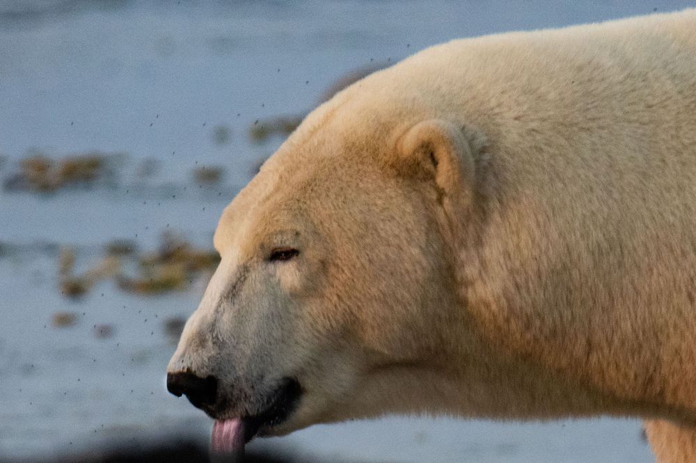 A close-up of a polar bear sticking out its tongue with eyes partially closed.