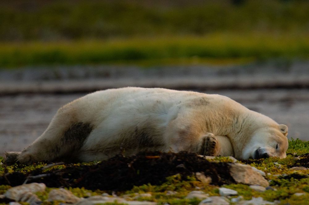 A polar bear rests peacefully on mossy rocks along a grassy arctic shoreline.