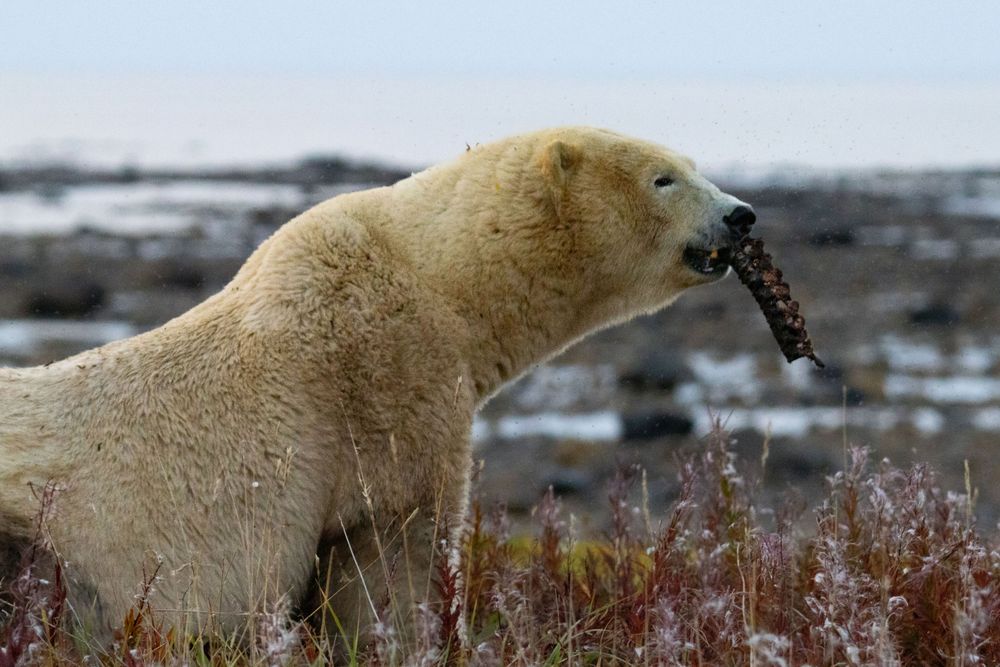 A polar bear carries vegetation in its mouth while walking through Arctic tundra plants.