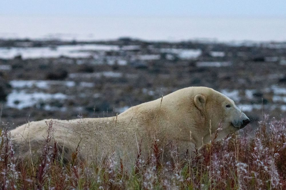 A polar bear lies in snow-dusted red Arctic tundra vegetation in natural habitat.