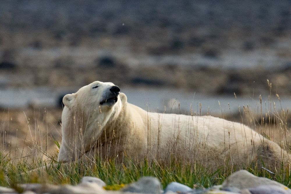 A white polar bear rests peacefully in green grass on the Arctic tundra with a rocky landscape behind it.