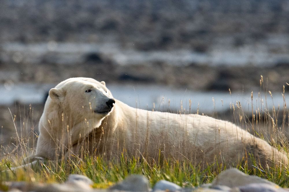 A polar bear rests peacefully in green Arctic tundra grass on a rocky landscape.