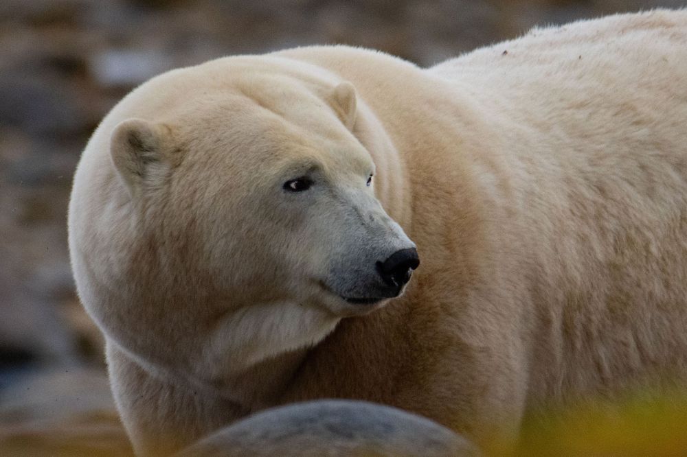 A majestic polar bear walks among rocks, its thick white coat gleaming as it looks downward in its habitat.