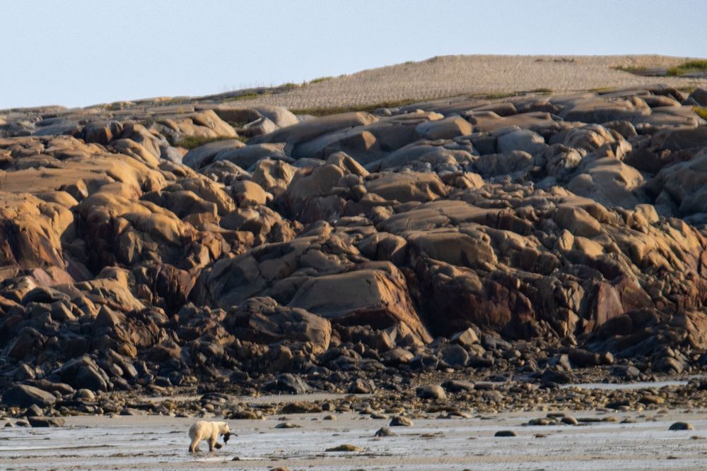 A polar bear walks along a rocky Arctic shoreline with large boulders in the background.