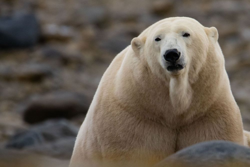 A large polar bear sits upright on rocky terrain, looking forward with its white fur coat in sharp detail.