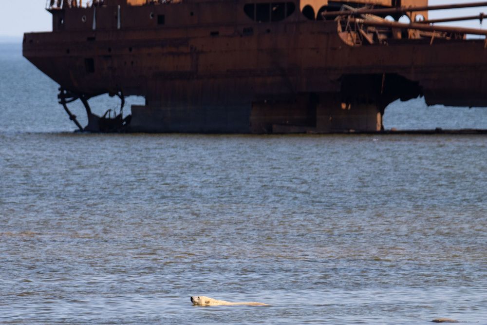 A polar bear swims in arctic waters near a large rusty shipwreck on the shoreline.