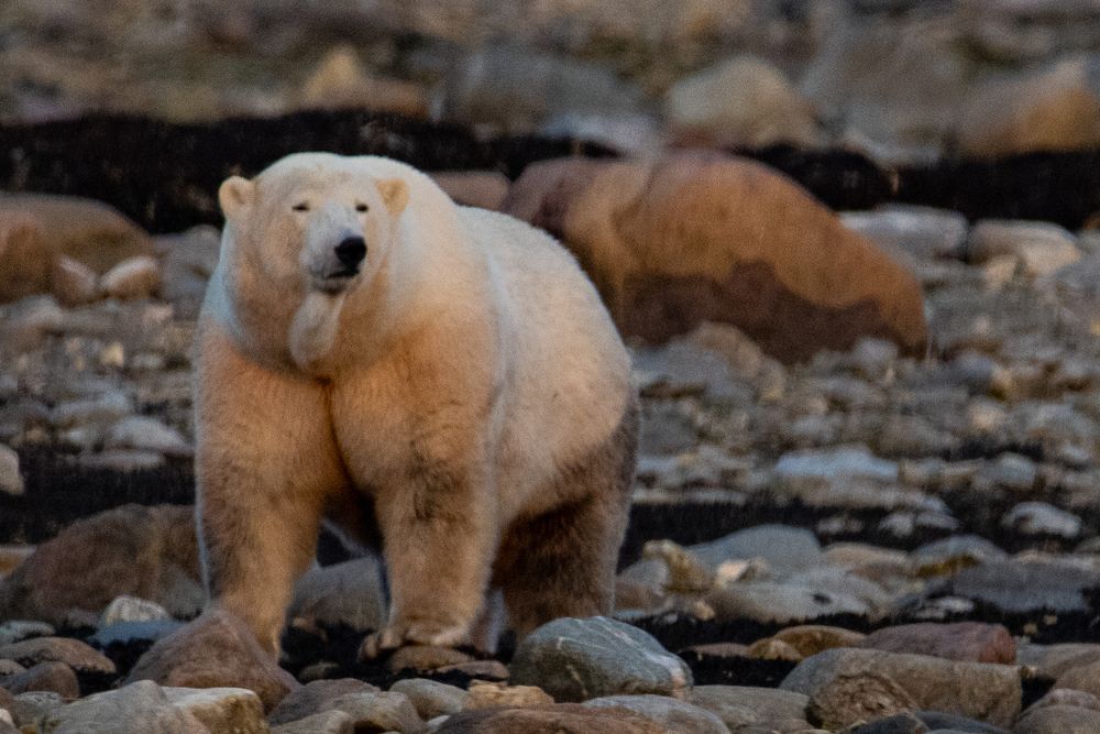A large polar bear stands on a rocky shoreline looking forward in soft evening light.