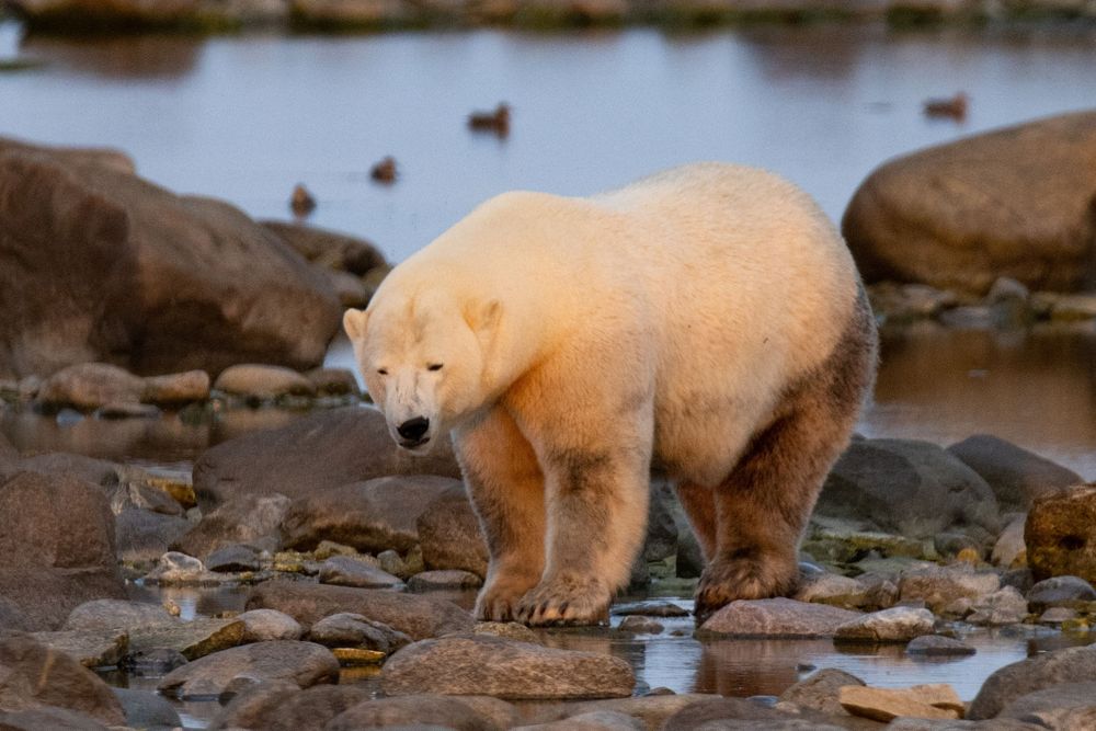 A polar bear walks carefully over wet rocks along a rocky shoreline with ducks in the background.