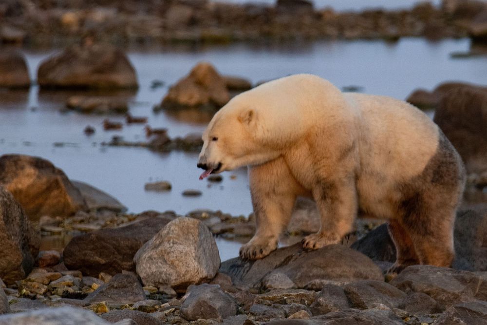 A polar bear along a rugged shoreline with water visible in the background.