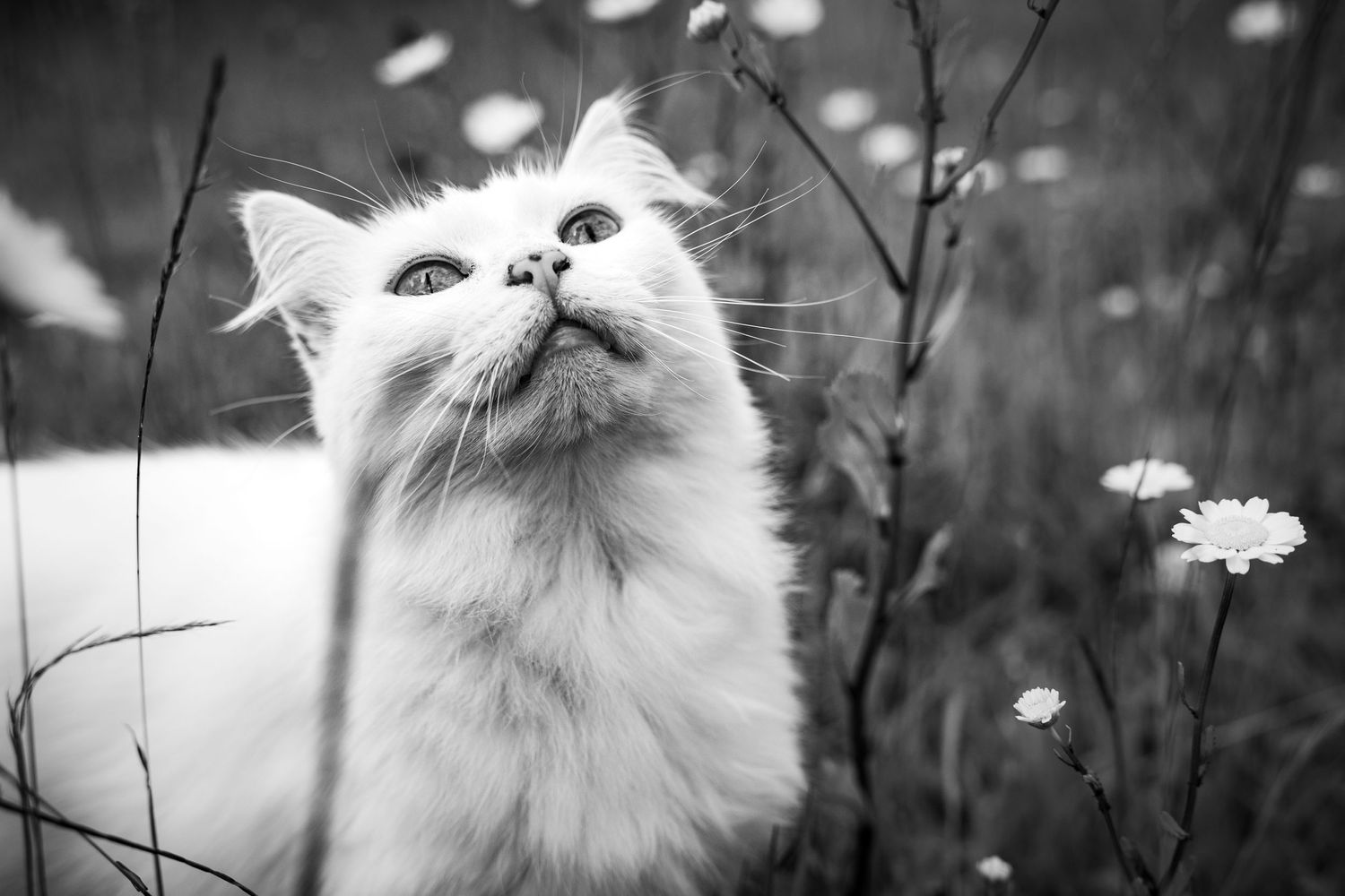 Cute cat, during an outdoor pet photosession.