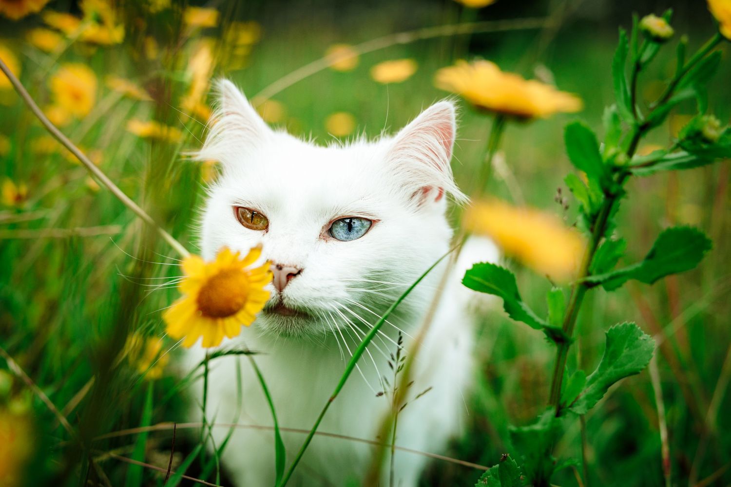 Cute white cat, during an outdoor pet photosession.
