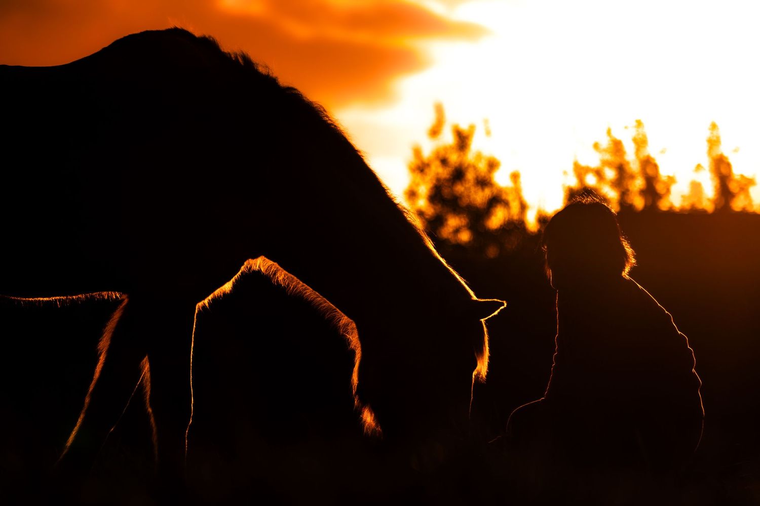 Silhouette of a horse and her owner, during a beautiful sunset.