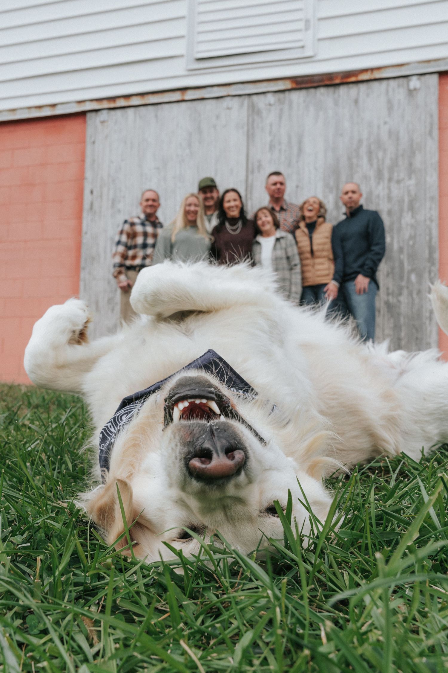 A happy white dog lies upside down in green grass with a playful expression.