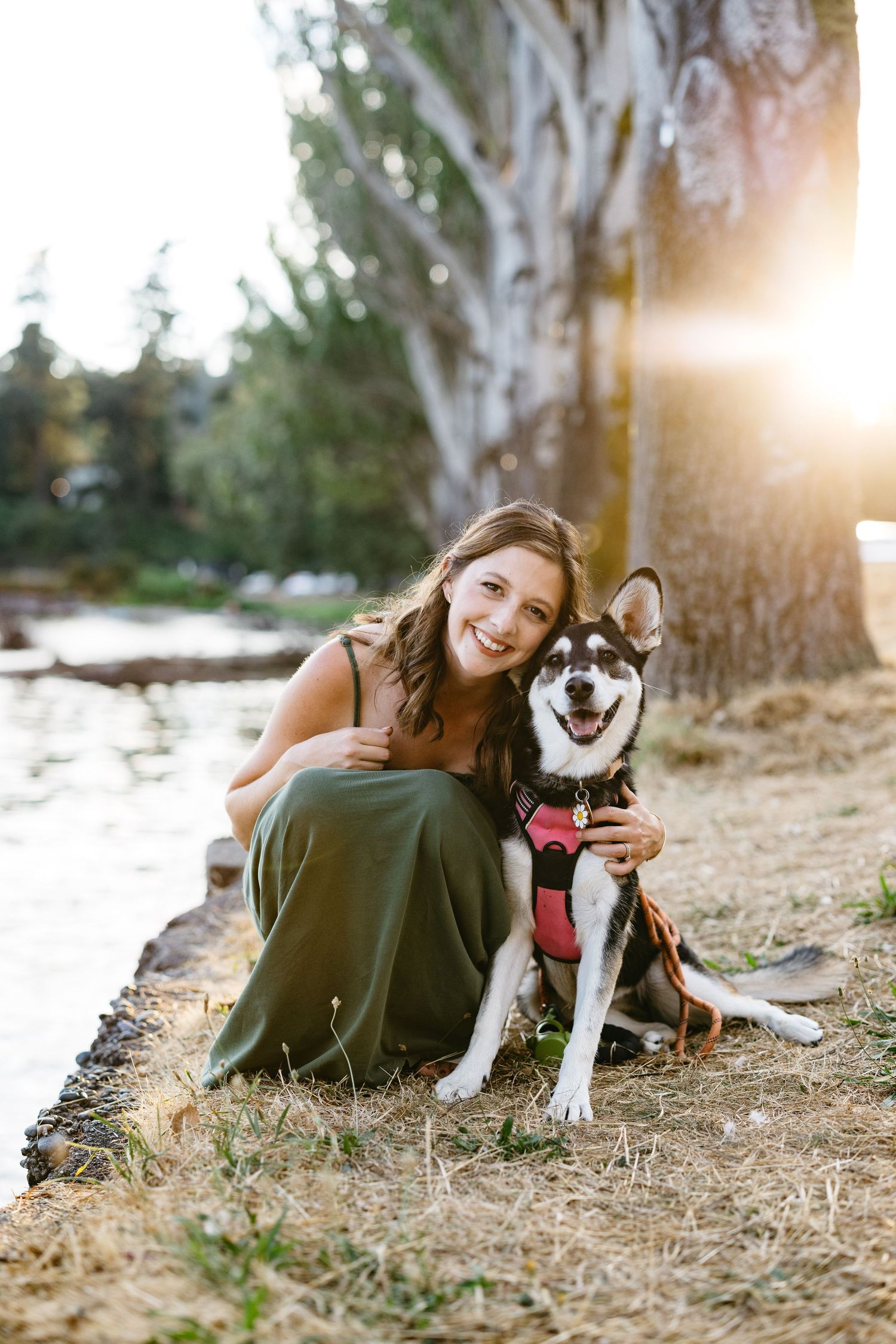 Happy husky dog relaxing on dry grass during golden hour.