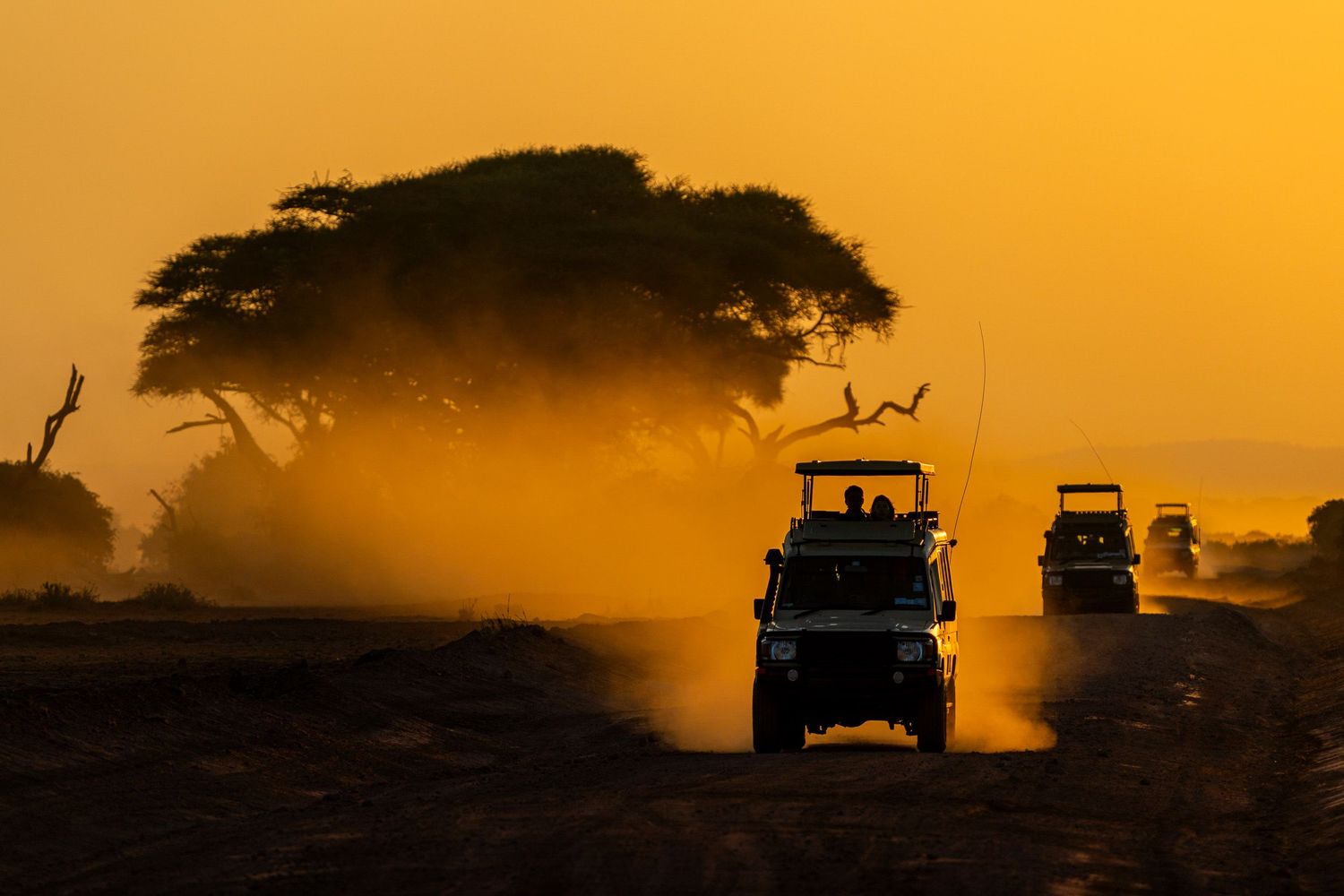 Safari jeeps drive through dusty African savanna at golden sunset with acacia trees silhouetted against orange sky.