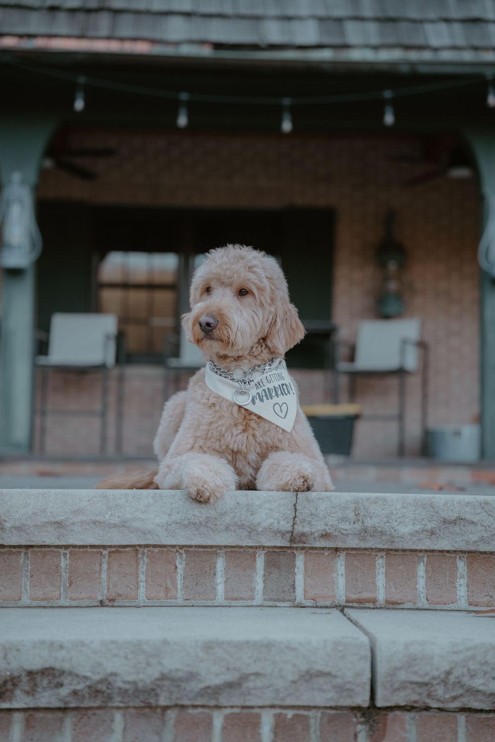 Fluffy golden doodle dog wearing a wedding bandana perched on brick steps at an outdoor venue.