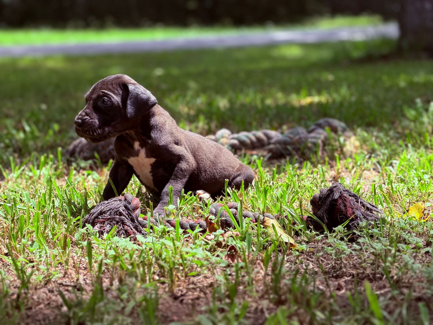 A tiny newborn black puppy resting on a fluffy white blanket, eyes still closed in early development.