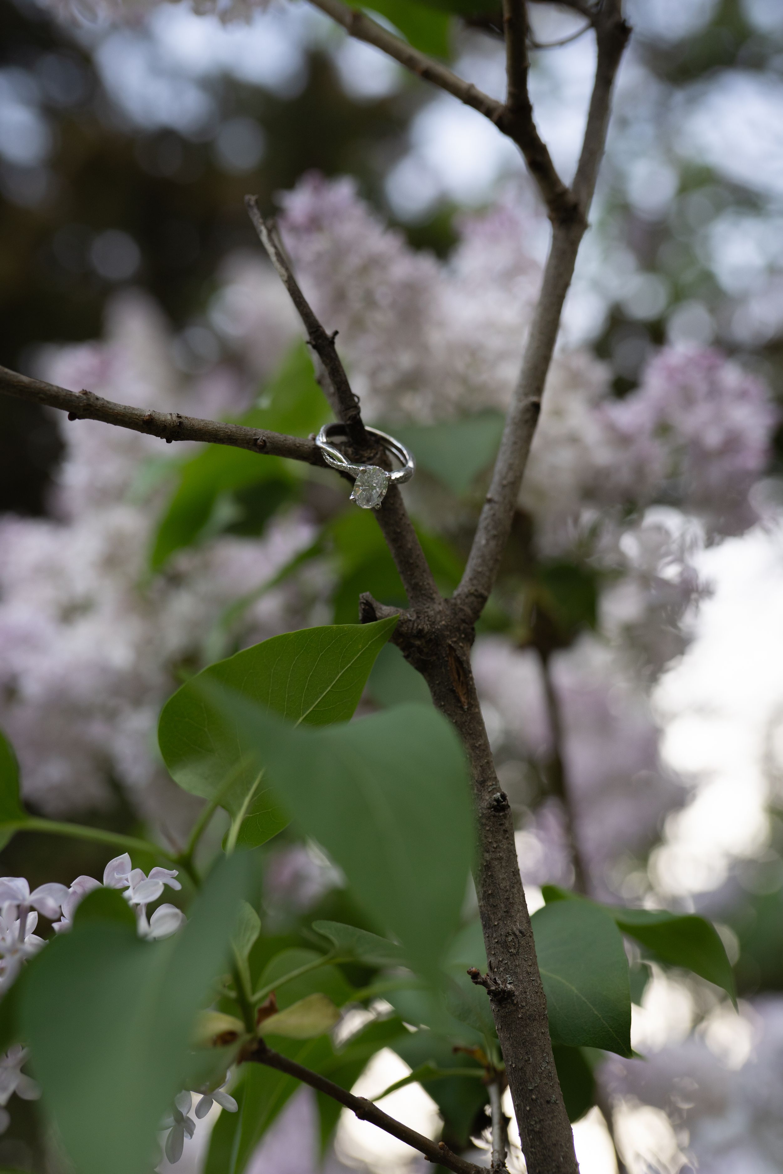Diamond engagement ring placed on a lilac tree branch with purple blooms.