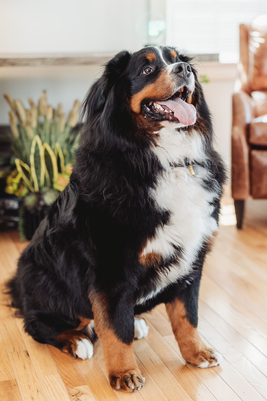 A fluffy Bernese Mountain Dog sits on hardwood floor with tongue out, surrounded by indoor plants and leather furniture.