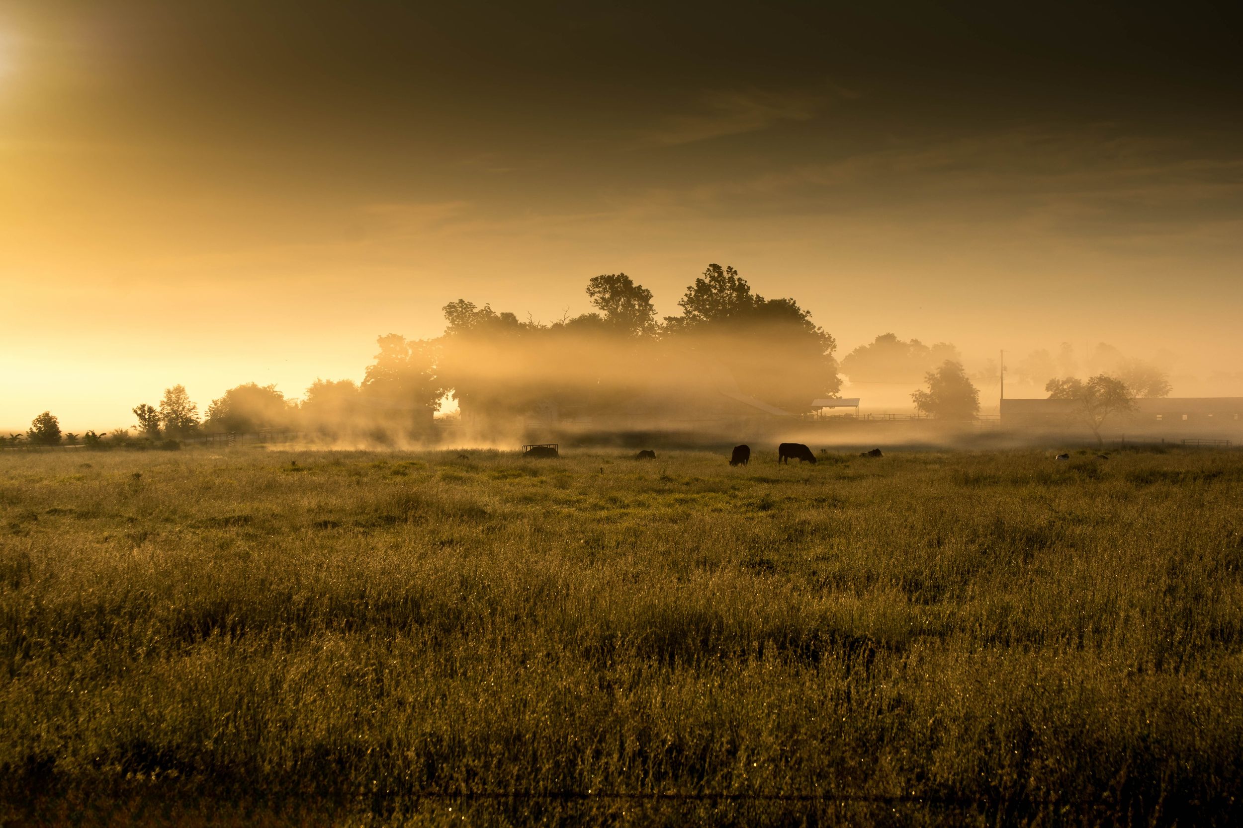 Cattle grazing in golden morning fog at sunrise on rural pasture Northwest Arkansas