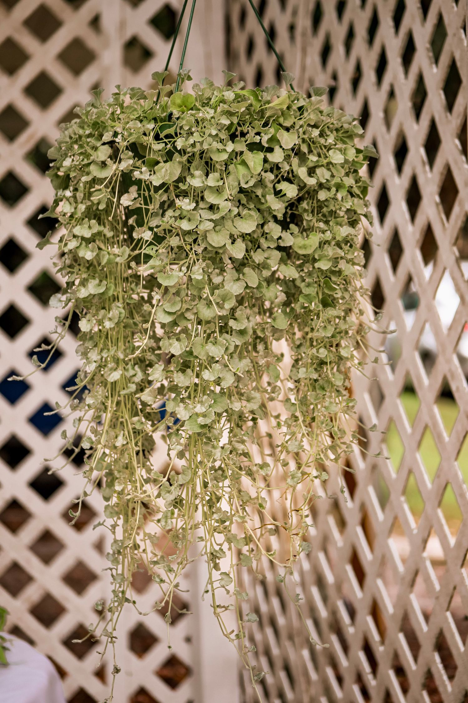 Cascading green trailing plant in hanging basket against white decorative lattice fence backdrop.