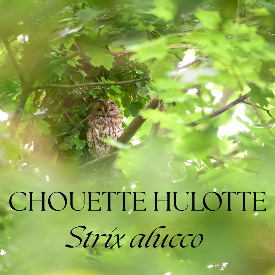 A Tawny Owl (Strix aluco) perched among lush green leaves in a tree, partially hidden by foliage.