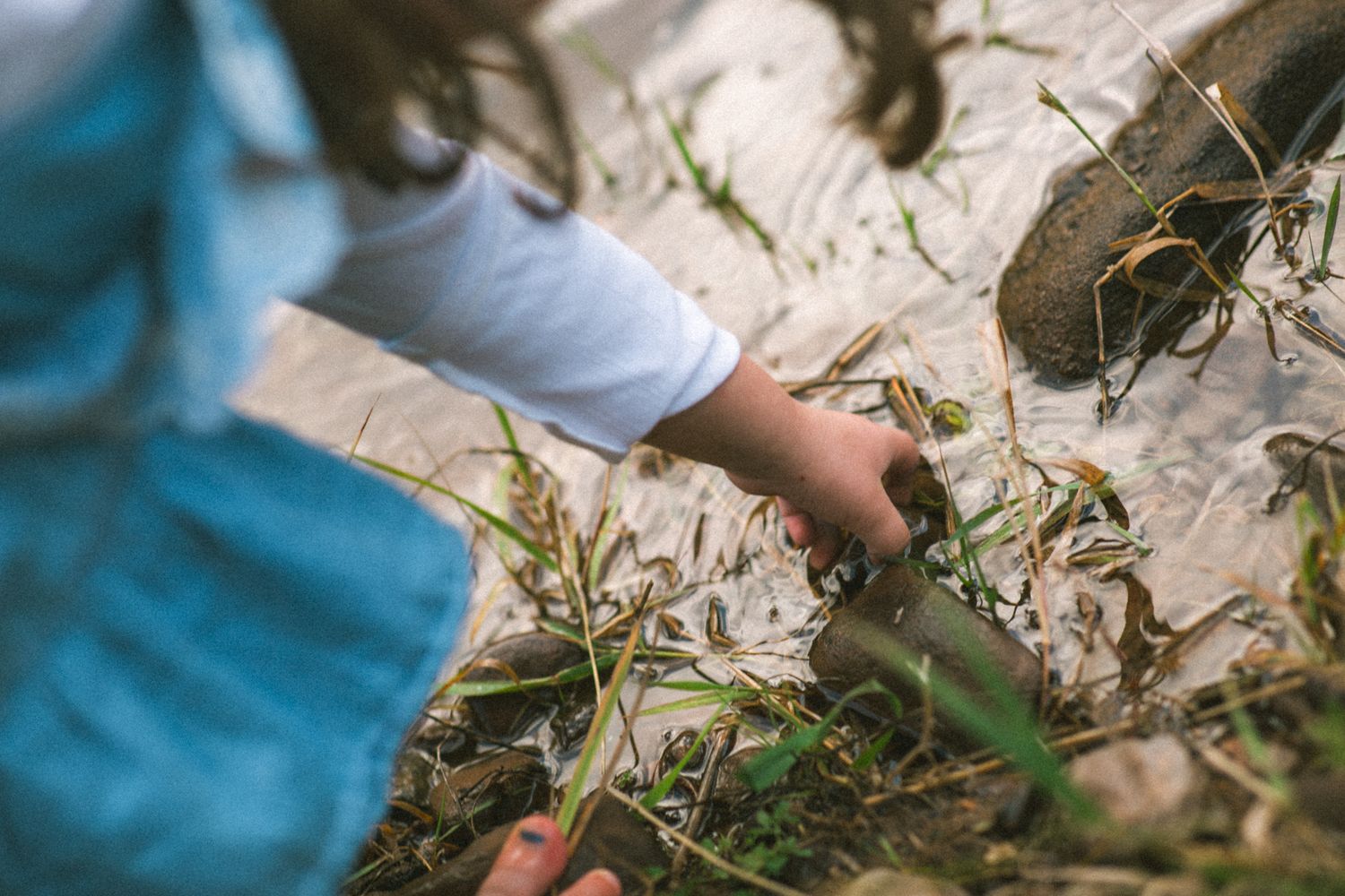 Close-up view of hands picking fresh herbs and vegetables from a garden bed.