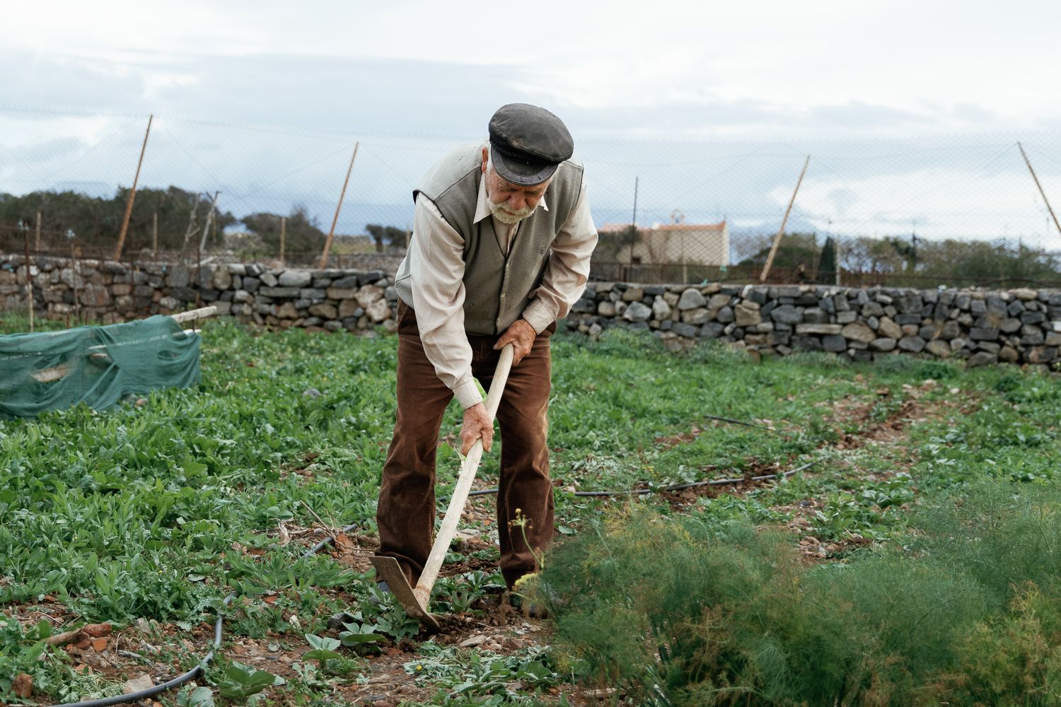 Elderly farmer working with a hoe in a rural vegetable garden.
